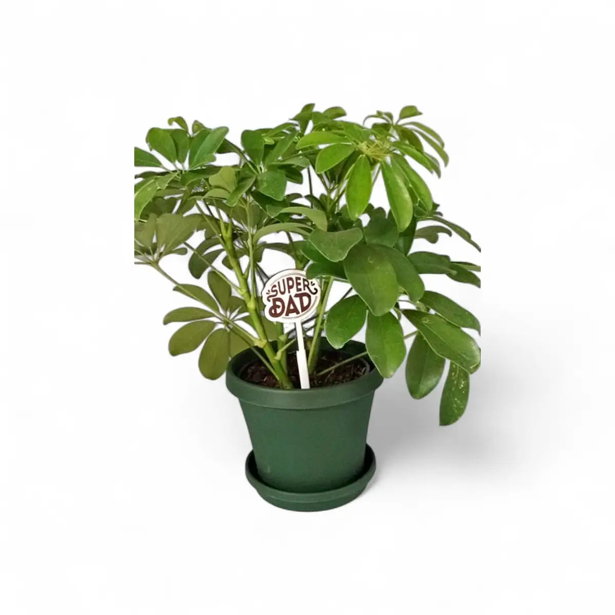 Schefflera Arboricola in Premium Pot & Saucer (14cm)