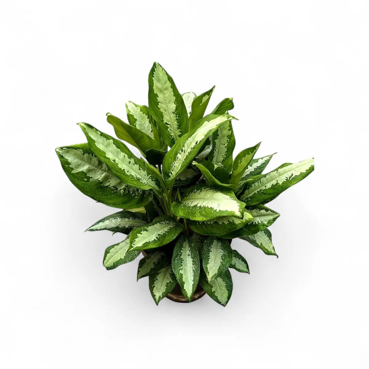Aglaonema Pattaya Beauty (30cm)
