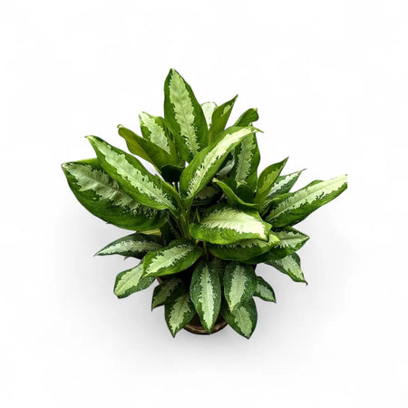 Aglaonema Pattaya Beauty (30cm)