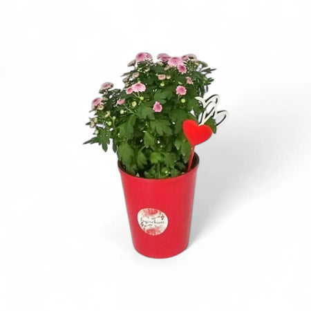 Chrysanthemum Smarties in Over Pot (12cm)