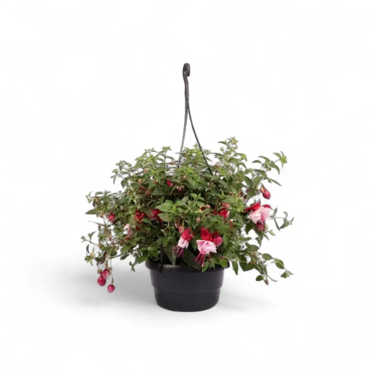 Fuchsia in Hanging Basket (16.5cm)