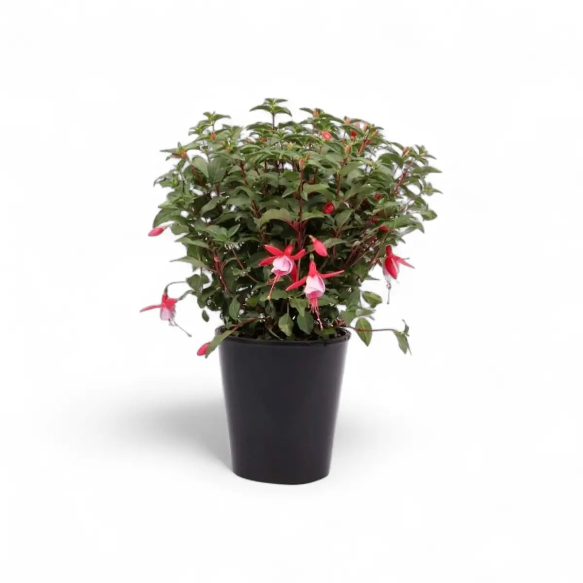 Fuchsia (14cm)