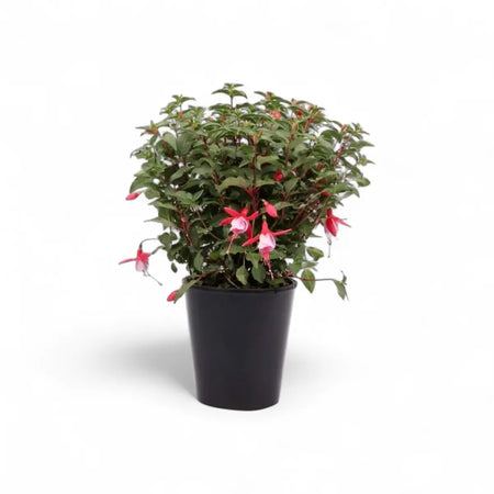Fuchsia (14cm)