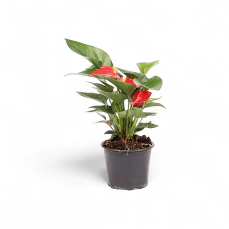 Anthurium (9cm)
