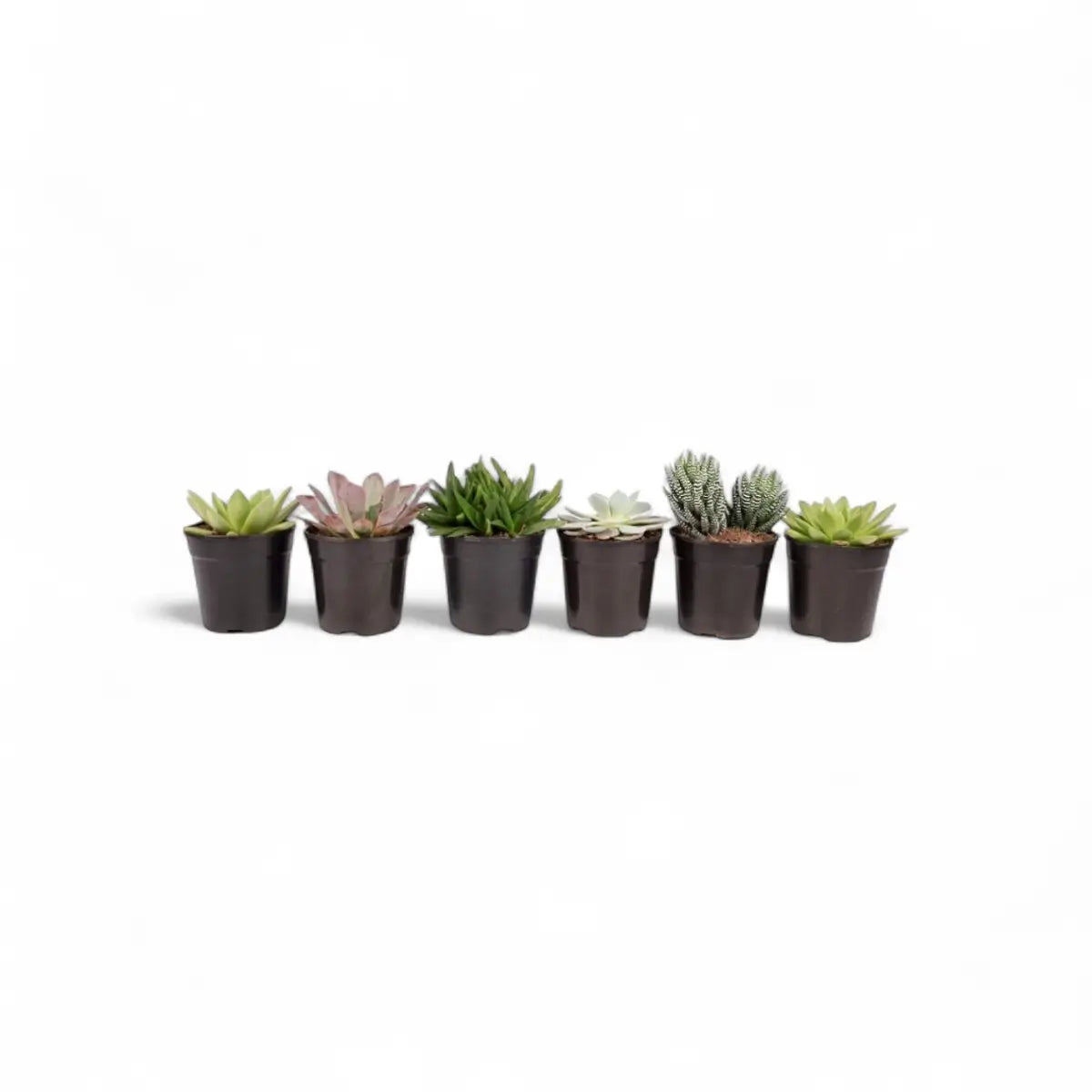 Assorted Succulent (12cm)