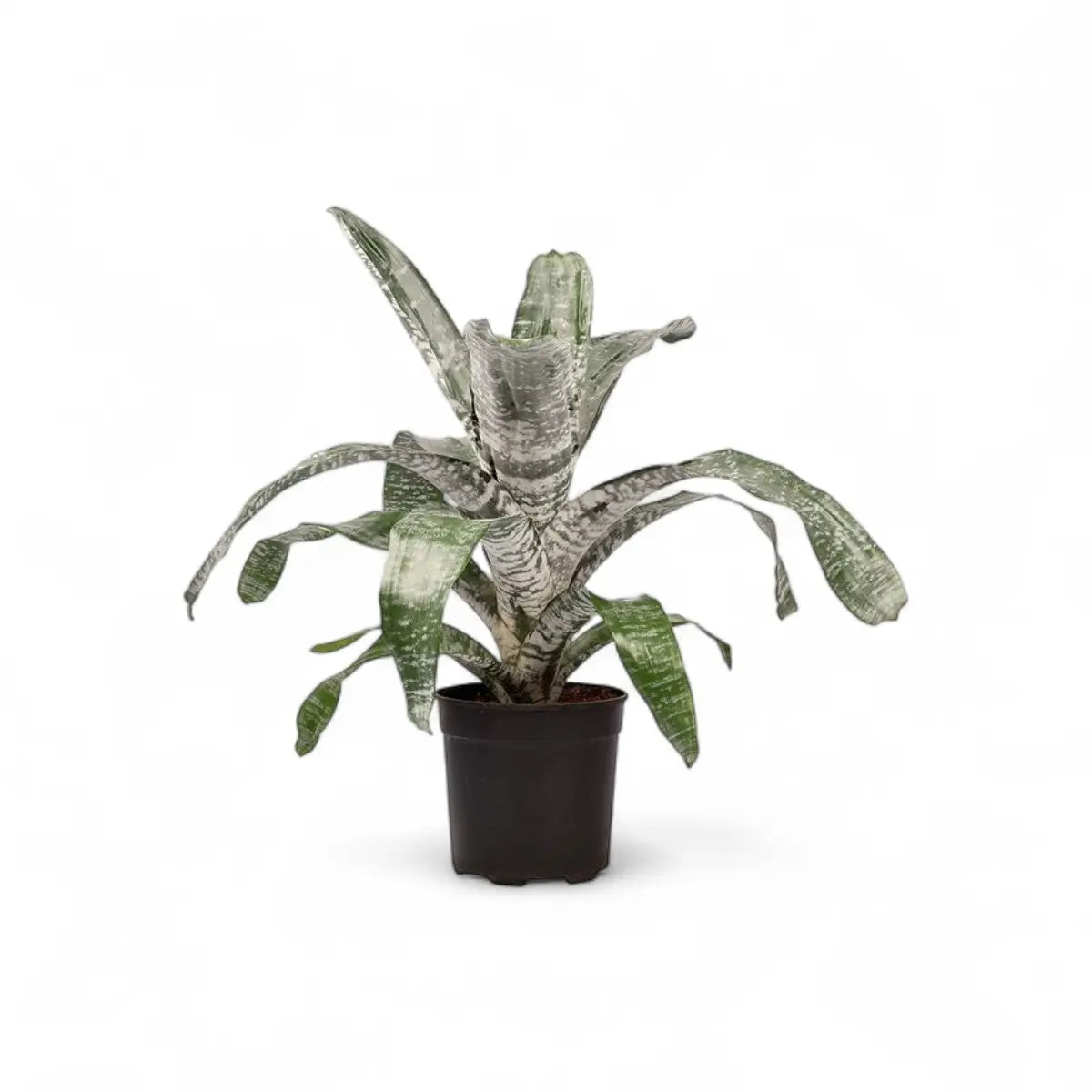 Bromeliad Aechmea (19cm)
