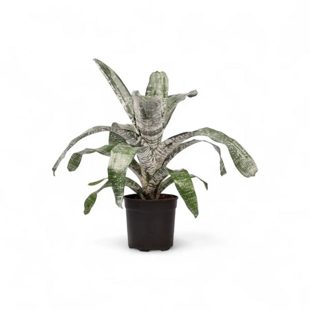 Bromeliad Aechmea (19cm)