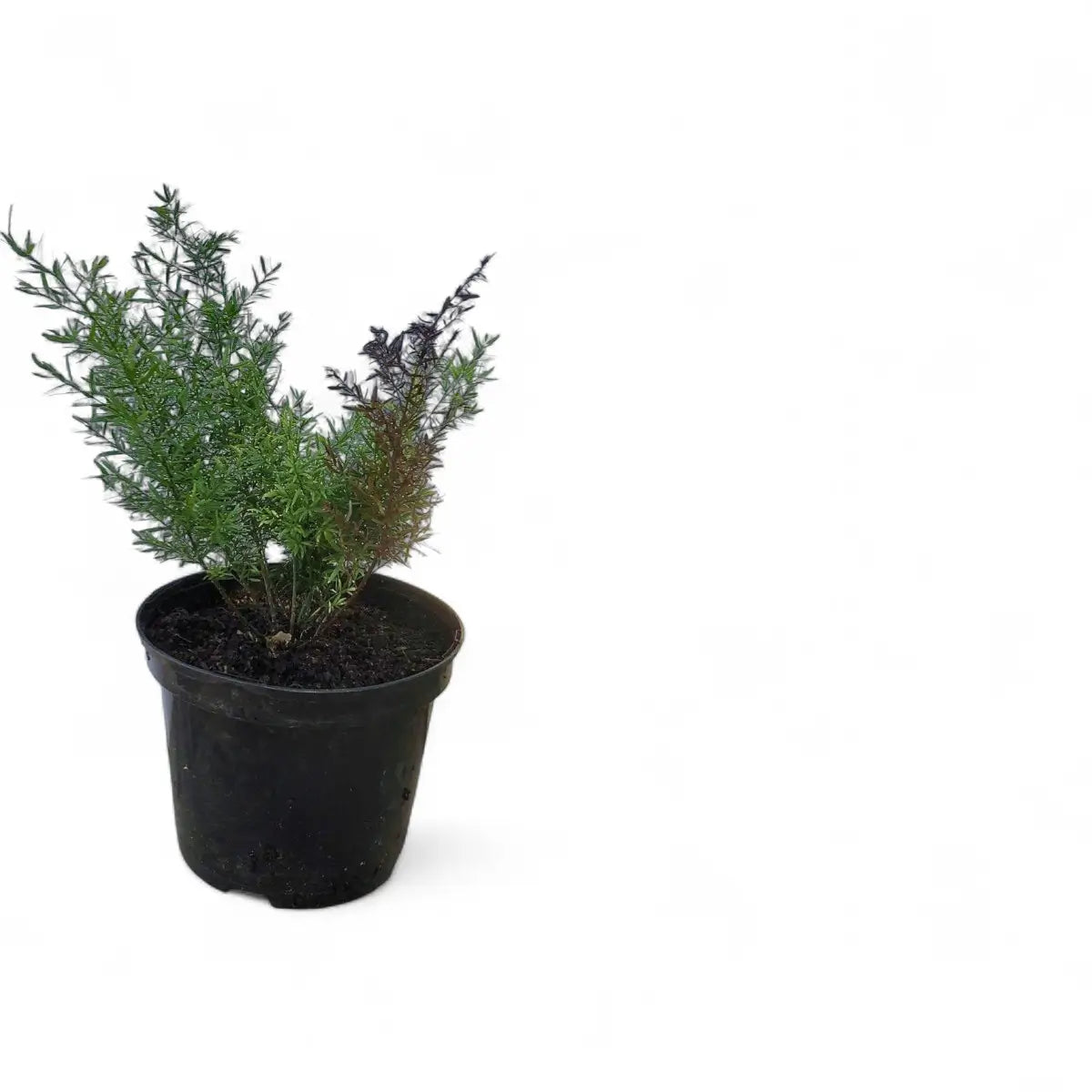Asparagus Qwebe (19cm)
