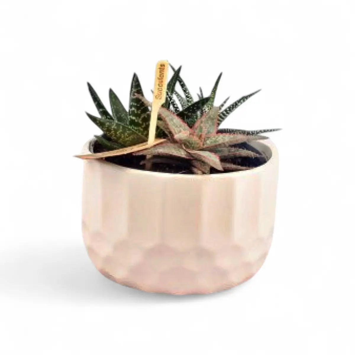 Succulent in Vancouver Ceramic Bowl (14cm)