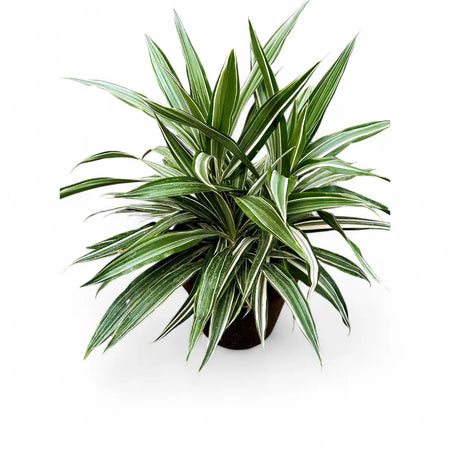 Dracaena Warneckii (15cm)
