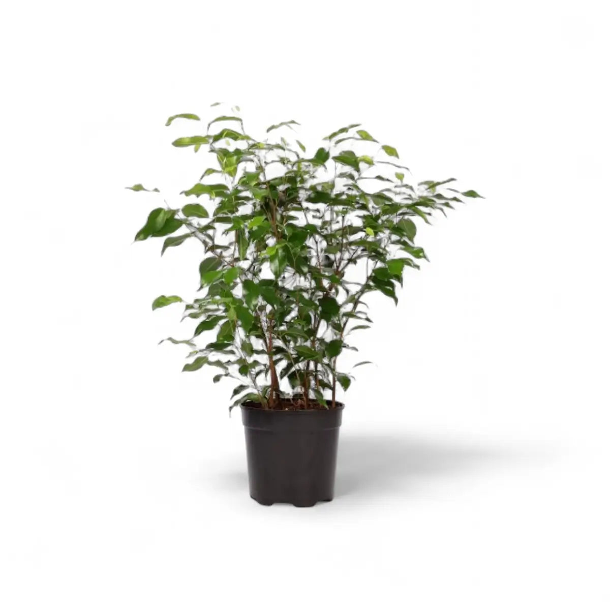 Ficus Benjamina Weeping Fig Bush (19cm)