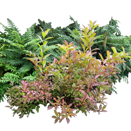 A close-up of a vibrant Itea Sweetspire plant, showcasing its reddish-green leaves and dense foliage.