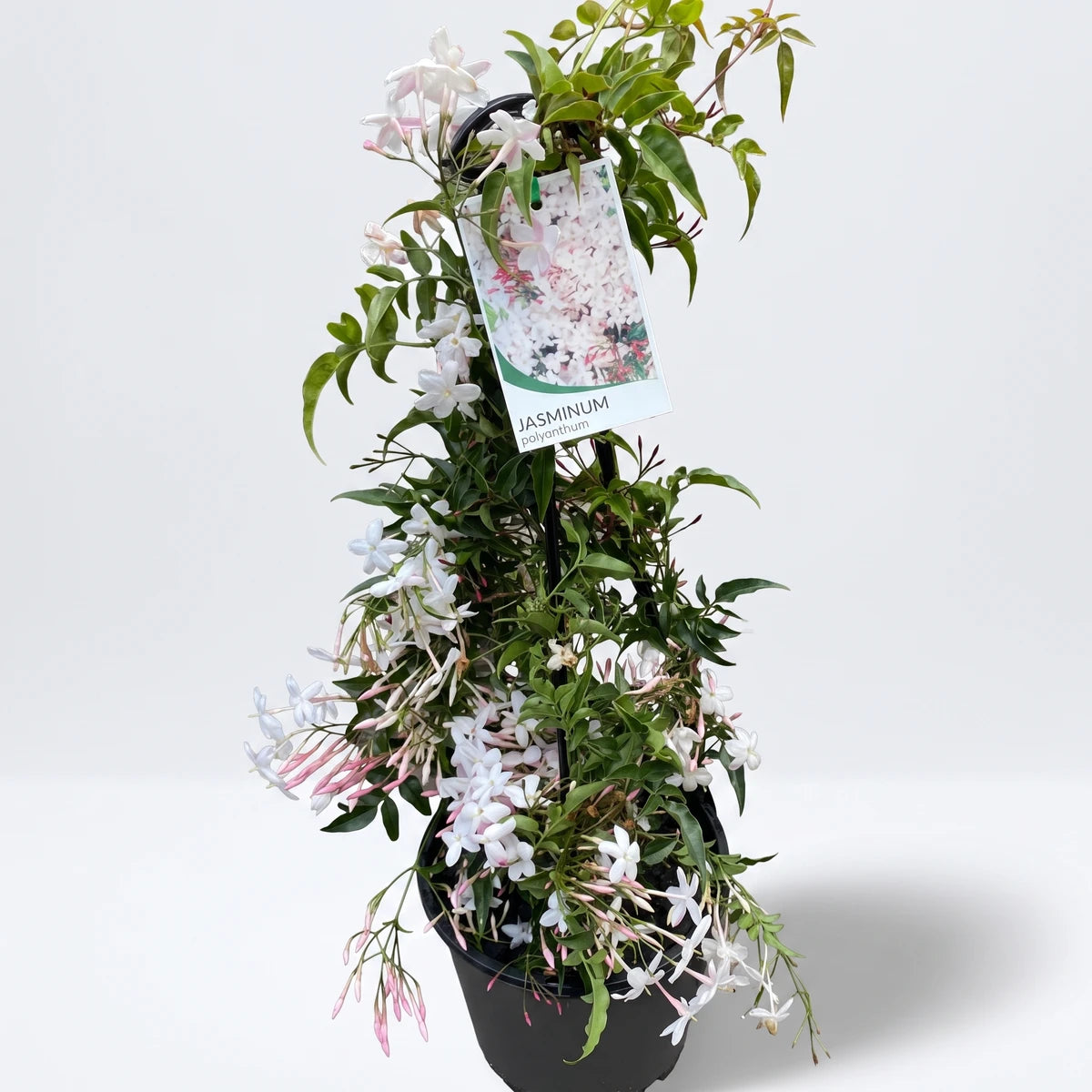 Jasminum Jasmine on U-shape trellis with white and pink flowers and green leaves in a black pot, viewed outdoors.
