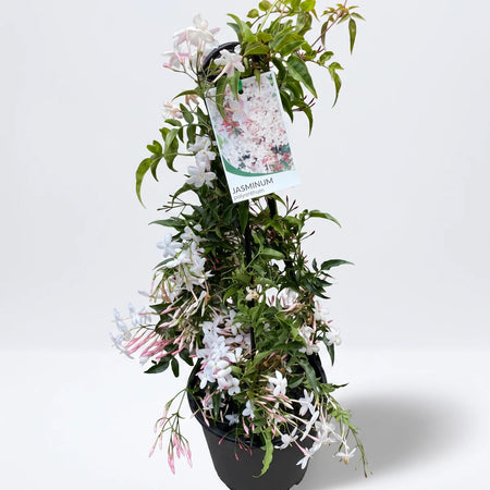 Jasminum Jasmine on U-shape trellis with white and pink flowers and green leaves in a black pot, viewed outdoors.