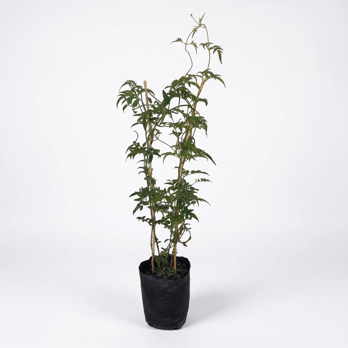 Jasminum Polyanthum plant in a black grow bag, supported by bamboo stakes, viewed against a white background.