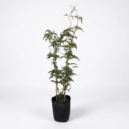 Jasminum Polyanthum plant in a black grow bag, supported by bamboo stakes, viewed against a white background.
