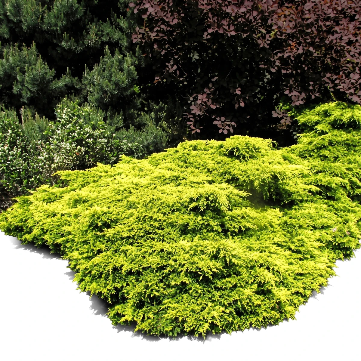 Bright yellow-green Juniper Gold Coast shrub with dense, textured foliage, sprawling in a garden bed with other green and