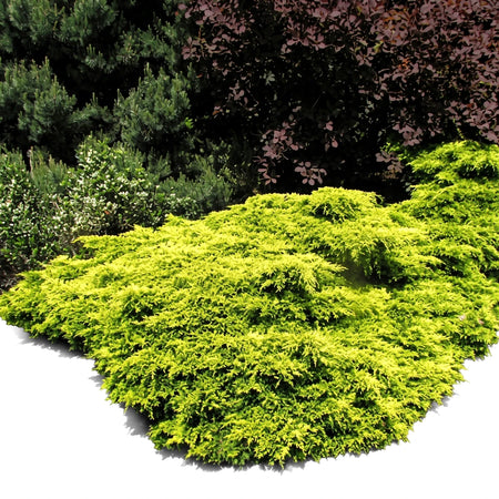 Bright yellow-green Juniper Gold Coast shrub with dense, textured foliage, sprawling in a garden bed with other green and