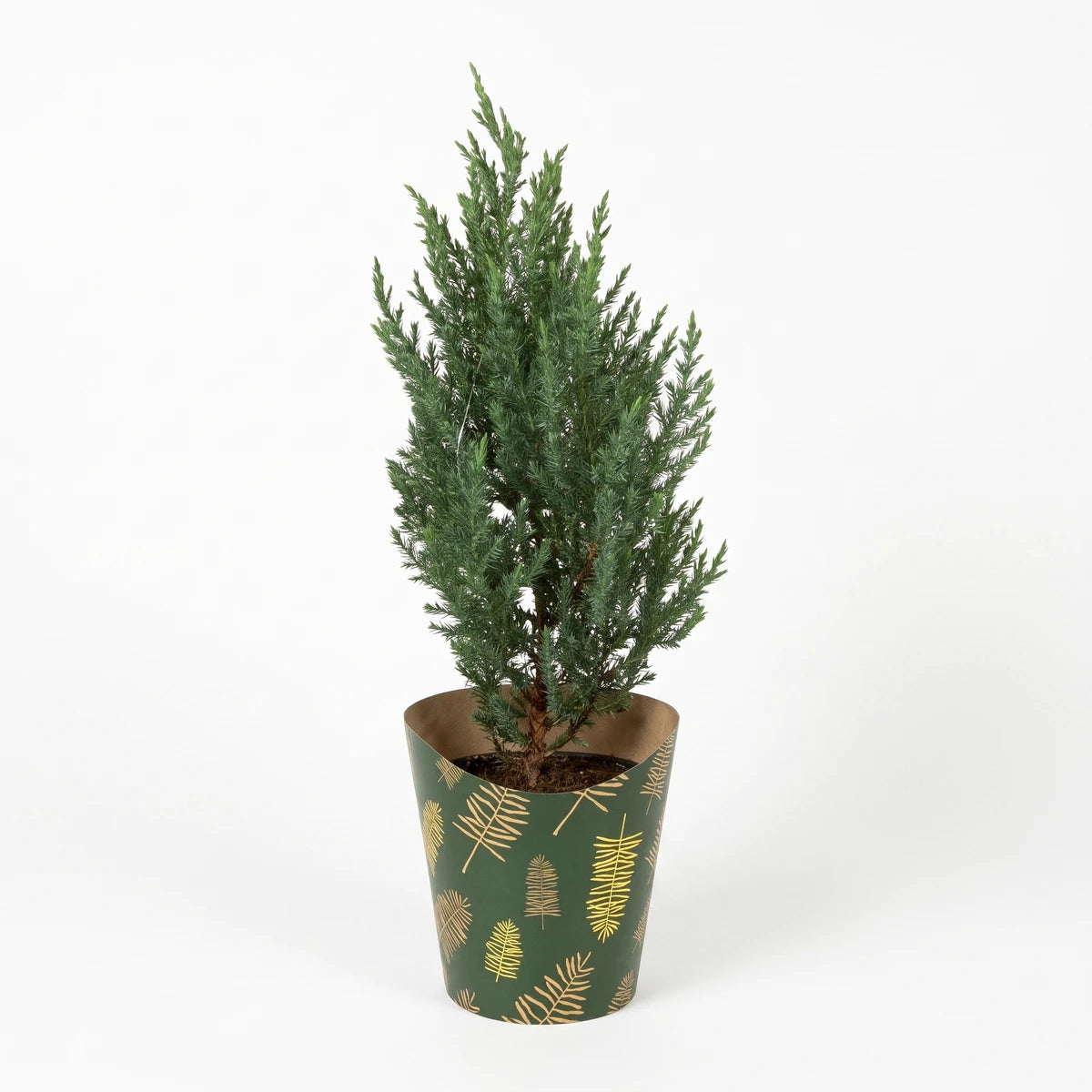 A Juniper Grey Gleam plant in a green pot with a gold leaf pattern, standing upright on a white background.