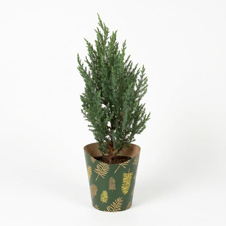 A Juniper Grey Gleam plant in a green pot with a gold leaf pattern, standing upright on a white background.