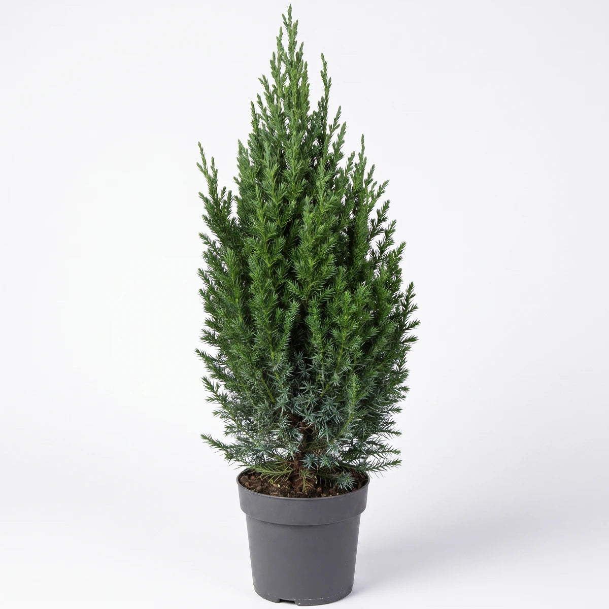 Potted Juniperus Chinensis Chinese Juniper plant with vibrant green foliage in a dark gray pot, full view.