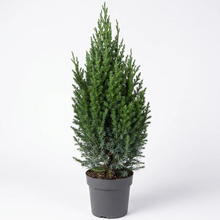 Potted Juniperus Chinensis Chinese Juniper plant with vibrant green foliage in a dark gray pot, full view.