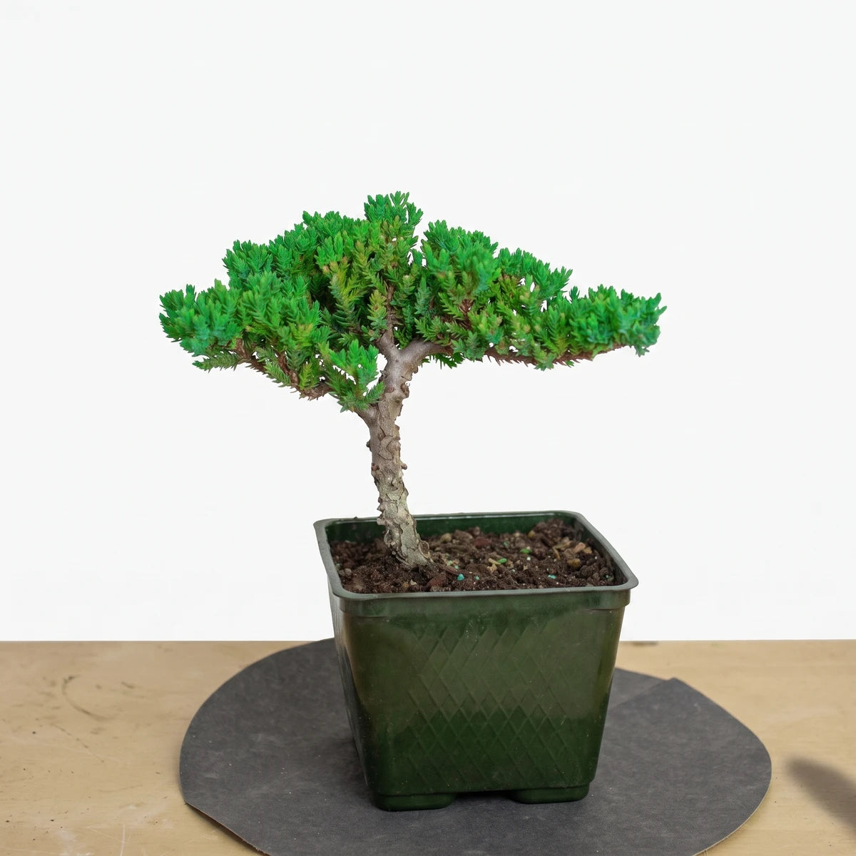 A small Juniperus Procumbens Bonsai (12cm) tree with vibrant green foliage, rooted in a square dark green pot.
