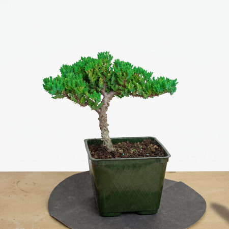 A small Juniperus Procumbens Bonsai (12cm) tree with vibrant green foliage, rooted in a square dark green pot.