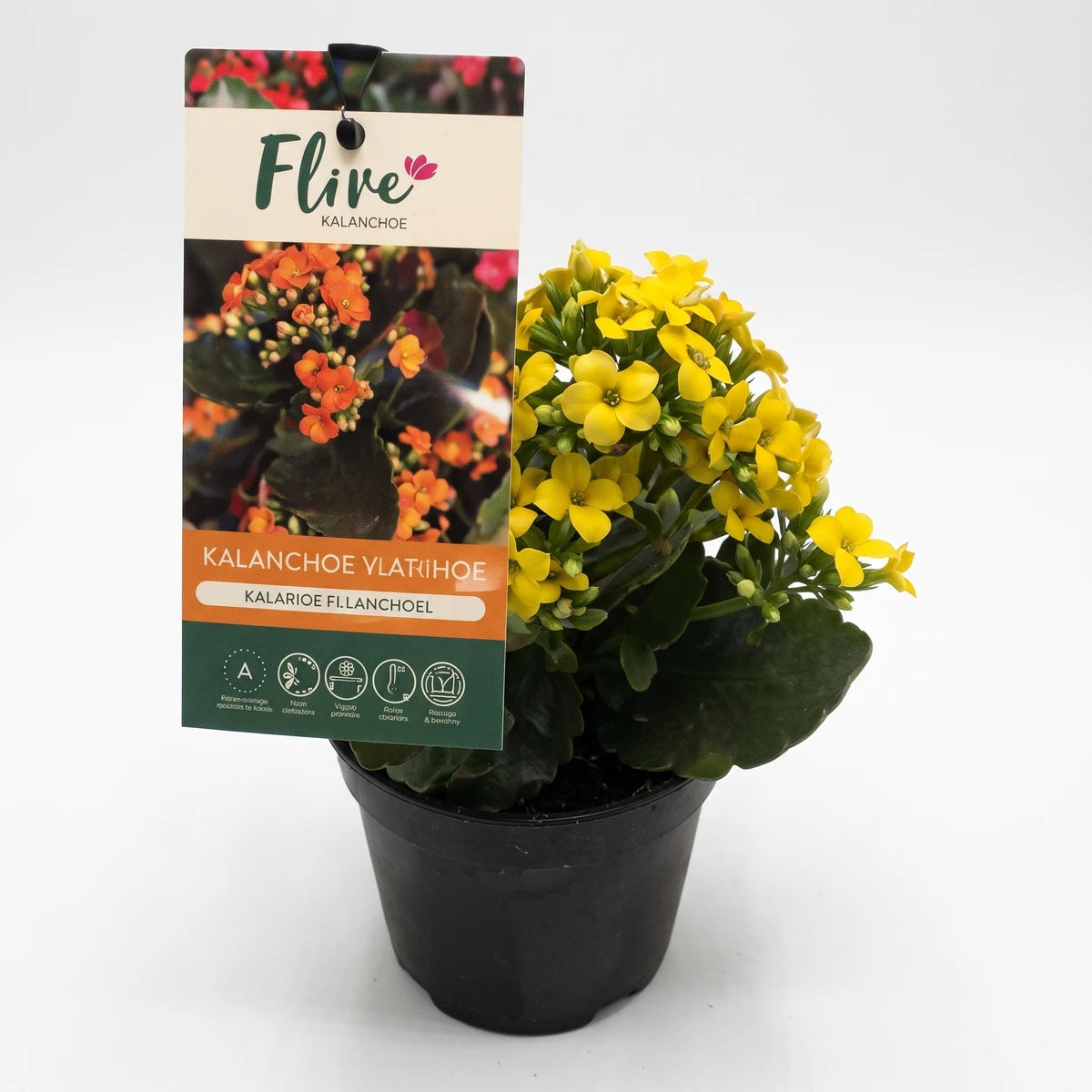 Yellow Kalanchoe plant in a black over pot, with numerous small blooms and green leaves, viewed from a slightly elevated