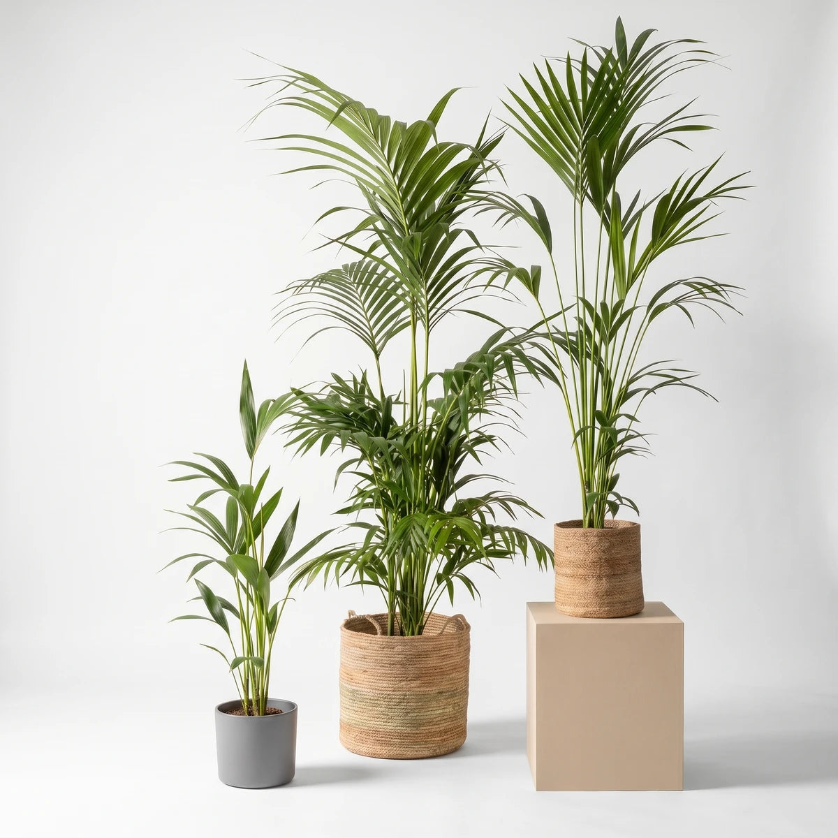 Three green Kentia palm plants of varying sizes, potted in a grey ceramic pot and two woven baskets, against a studio