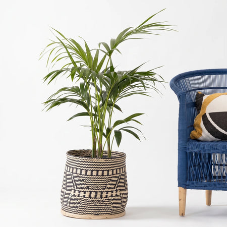 Kentia Palm (35cm) in a decorative woven planter, showcasing its green fronds and textured gray and white basket.