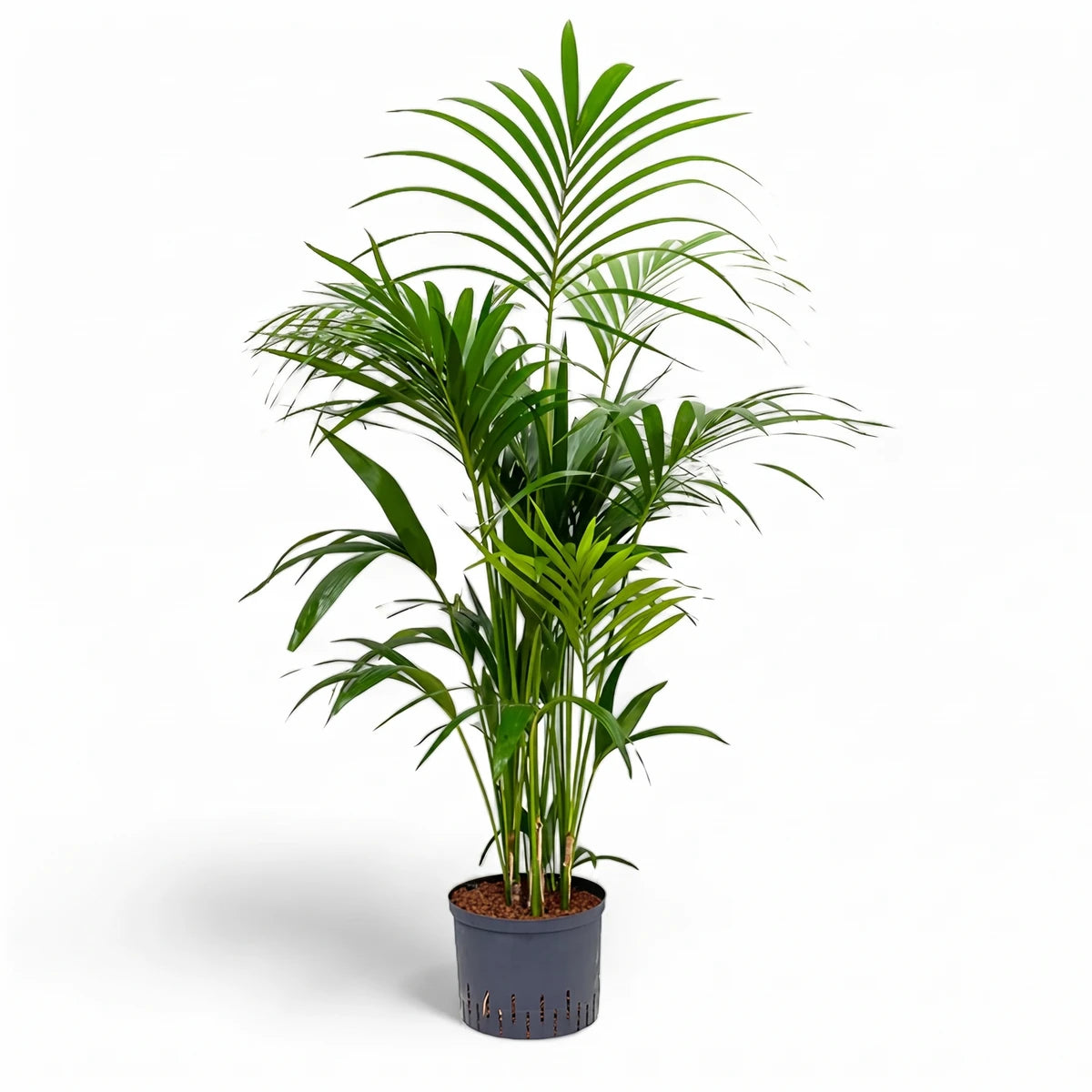 A lush 42cm Kentia Palm houseplant with vibrant green fronds, potted in a dark grey container.