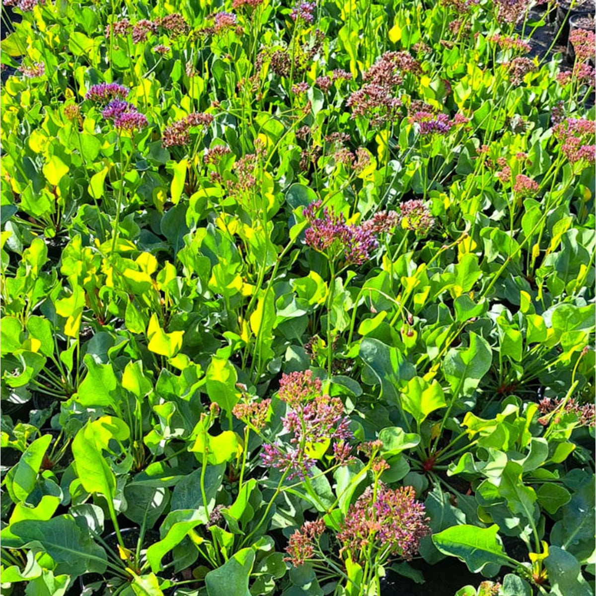 Vibrant Limonium Perezii Sea Lavender plants with lush green foliage and delicate clusters of purple and pink flowers shown