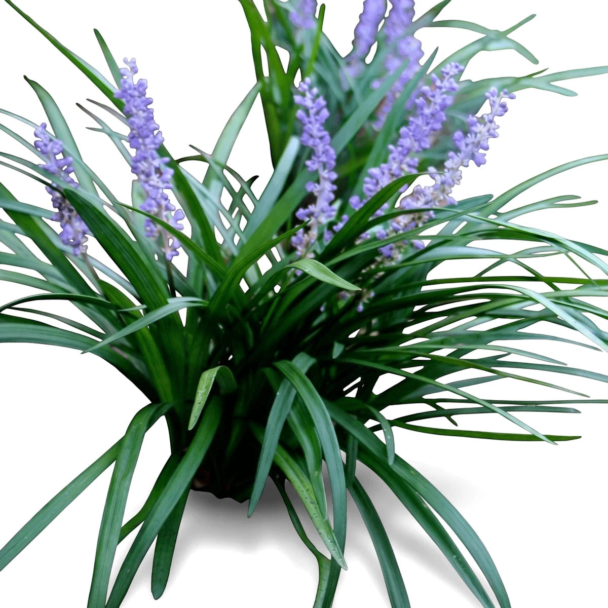 Liriope Evergreen Giant Lilyturf plant with vibrant green foliage and spikes of small purple flowers in a natural garden