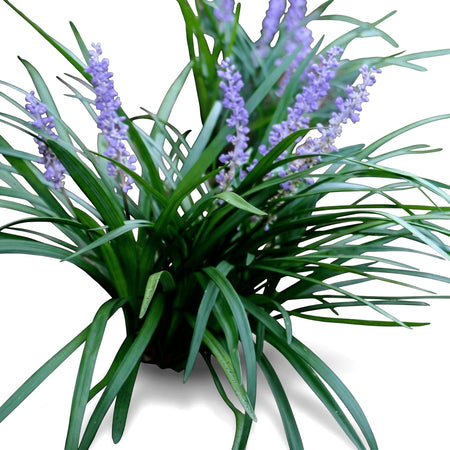 Liriope Evergreen Giant Lilyturf plant with vibrant green foliage and spikes of small purple flowers in a natural garden