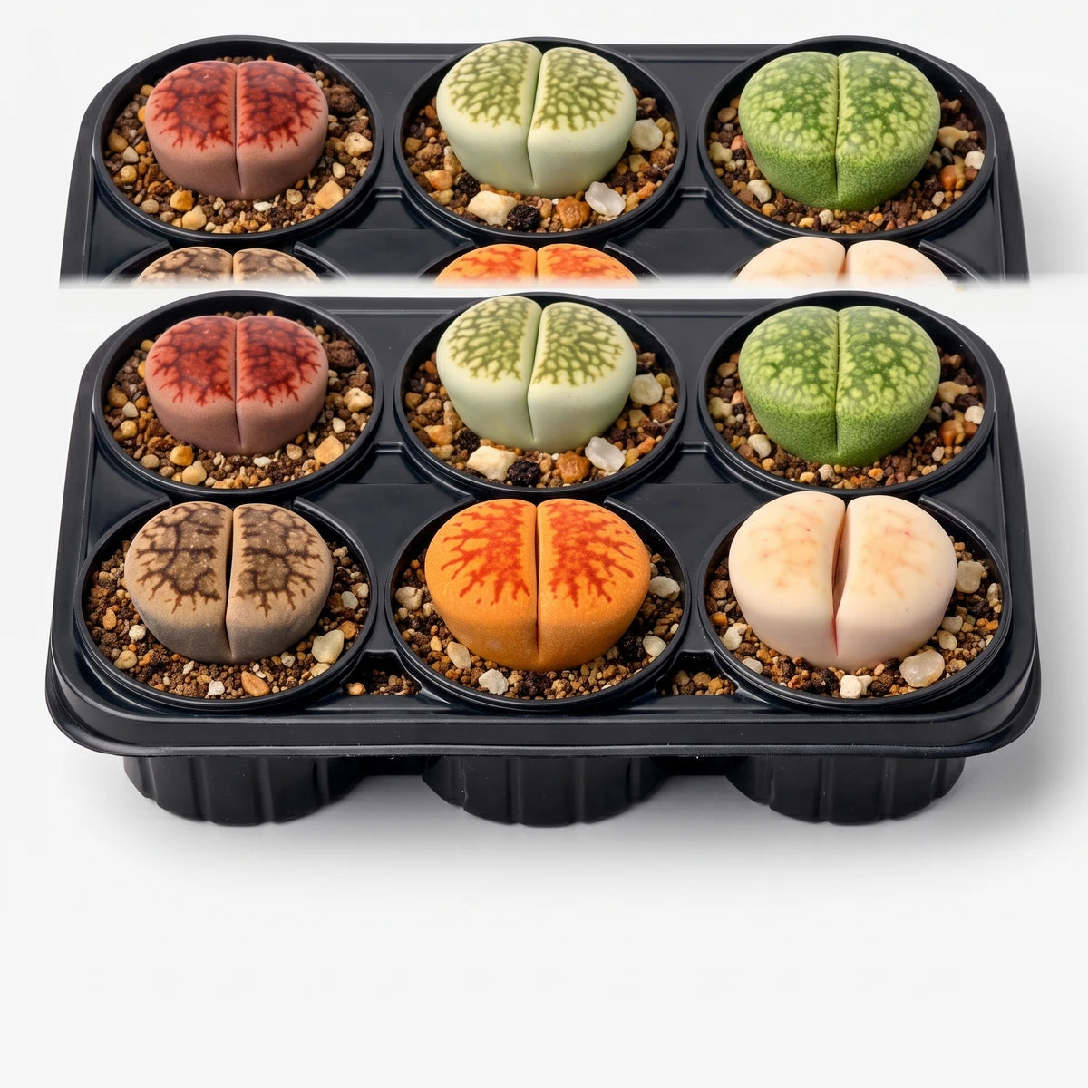 Six colorful Lithops Living Stones succulents in individual black pots, arranged in a black tray. Potted 6-pack of 5.5cm