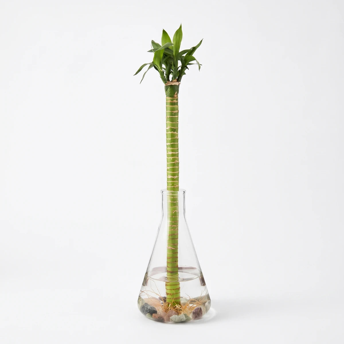 Green lotus bamboo plant in a clear novelty glass bottle with visible roots and decorative stones.