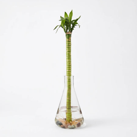 Green lotus bamboo plant in a clear novelty glass bottle with visible roots and decorative stones.