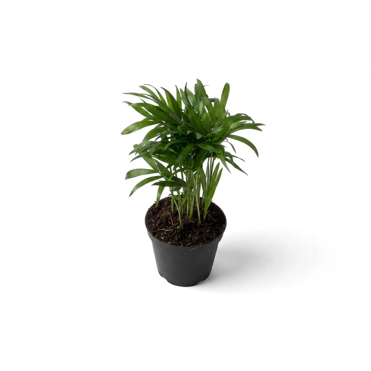 Small potted Love Palm plant with lush dark green leaves in a black pot, displayed against a clean white backdrop.