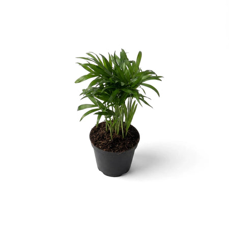 Small potted Love Palm plant with lush dark green leaves in a black pot, displayed against a clean white backdrop.