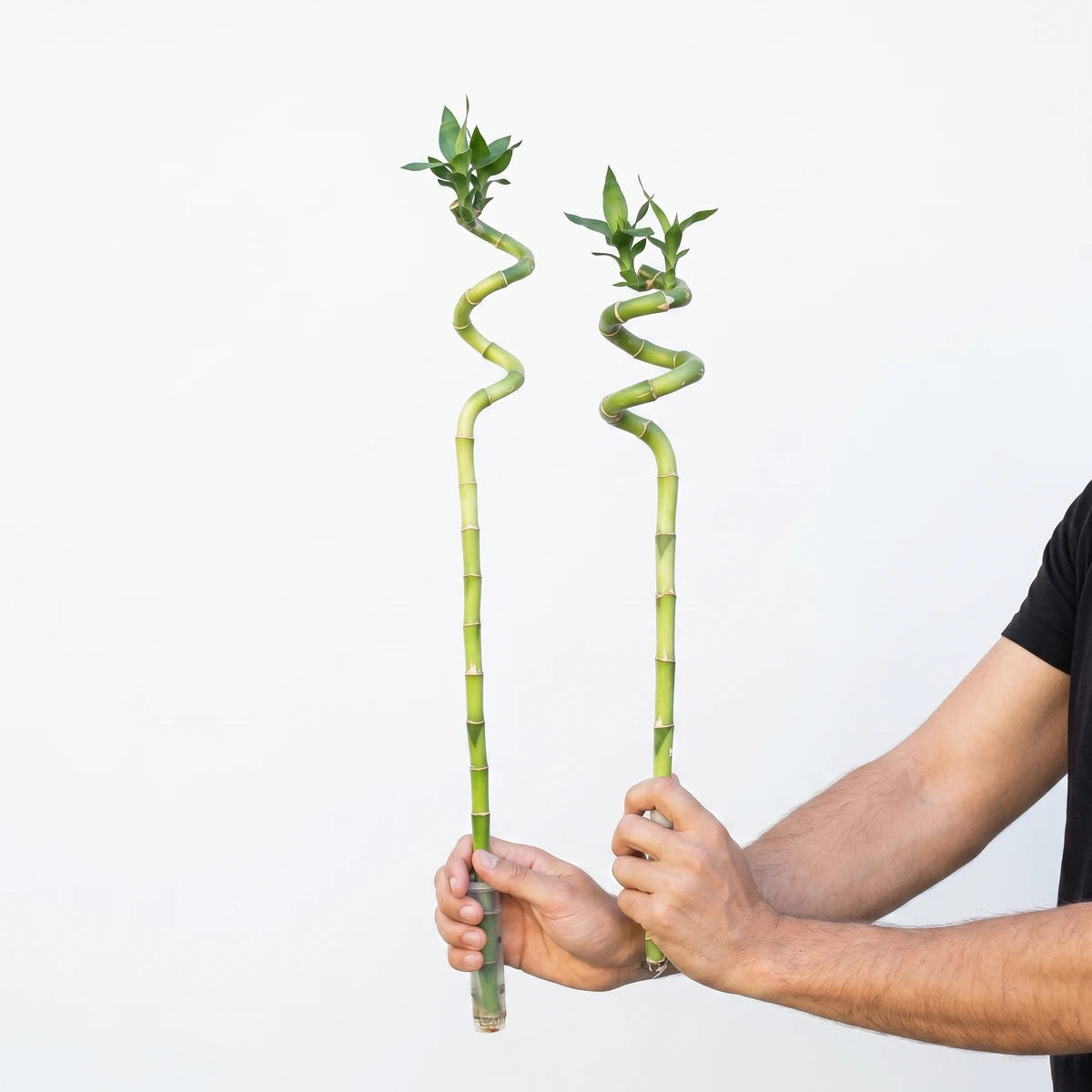 Two 45cm spiral Lucky Bamboo stalks, bright green, held upright by hands against a plain background, showcasing their unique