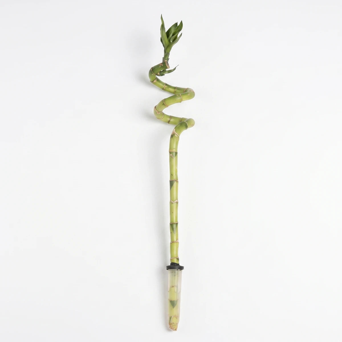Green spiral lucky bamboo corkscrew stem in a clear base, a decorative plant suitable for indoor display.