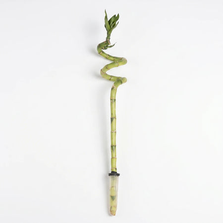 Green spiral lucky bamboo corkscrew stem in a clear base, a decorative plant suitable for indoor display.