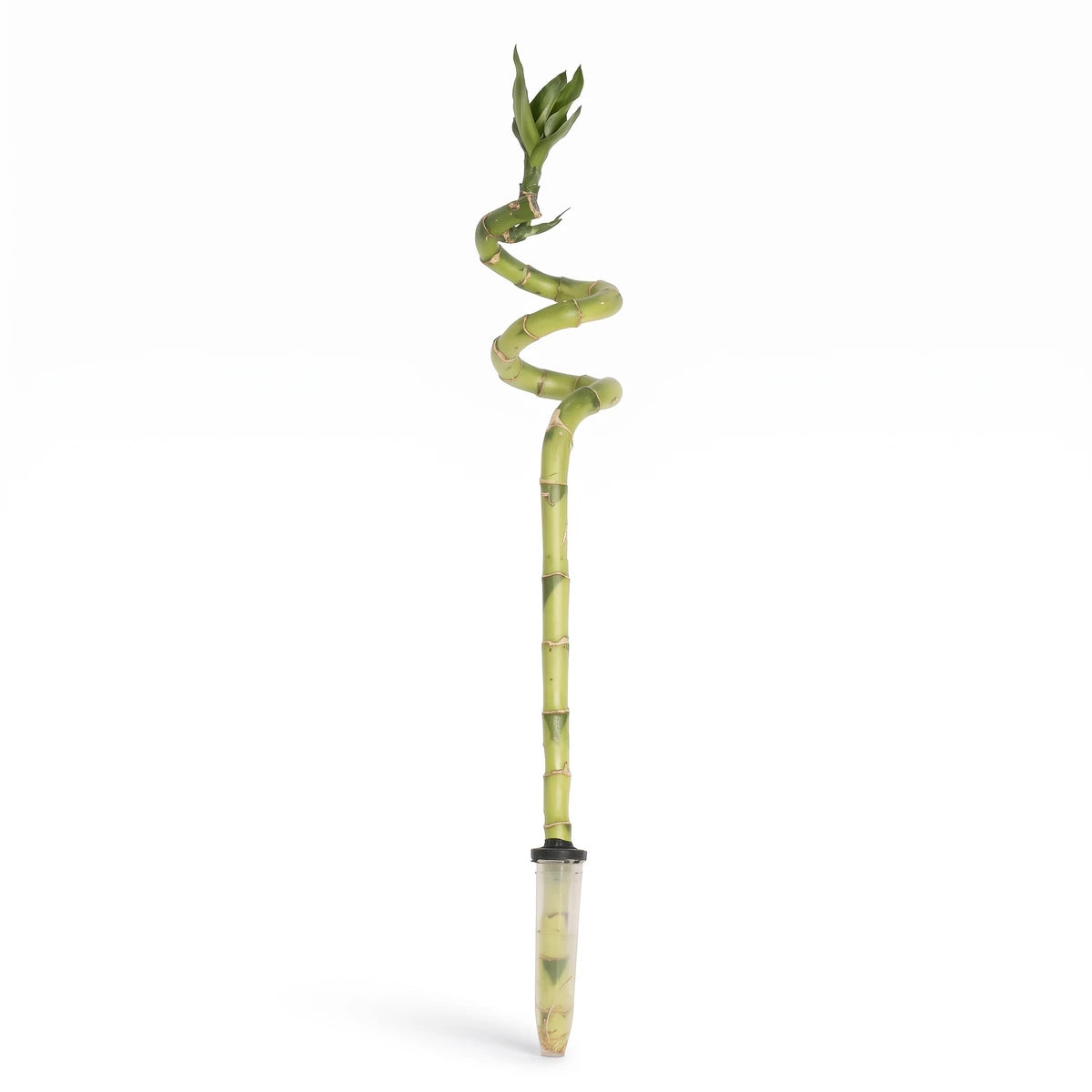 Lucky Bamboo Novelty Woody Plant with a unique spiraled green stalk and fresh leaves, displayed in a small clear pot.