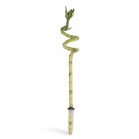 Lucky Bamboo Novelty Woody Plant with a unique spiraled green stalk and fresh leaves, displayed in a small clear pot.