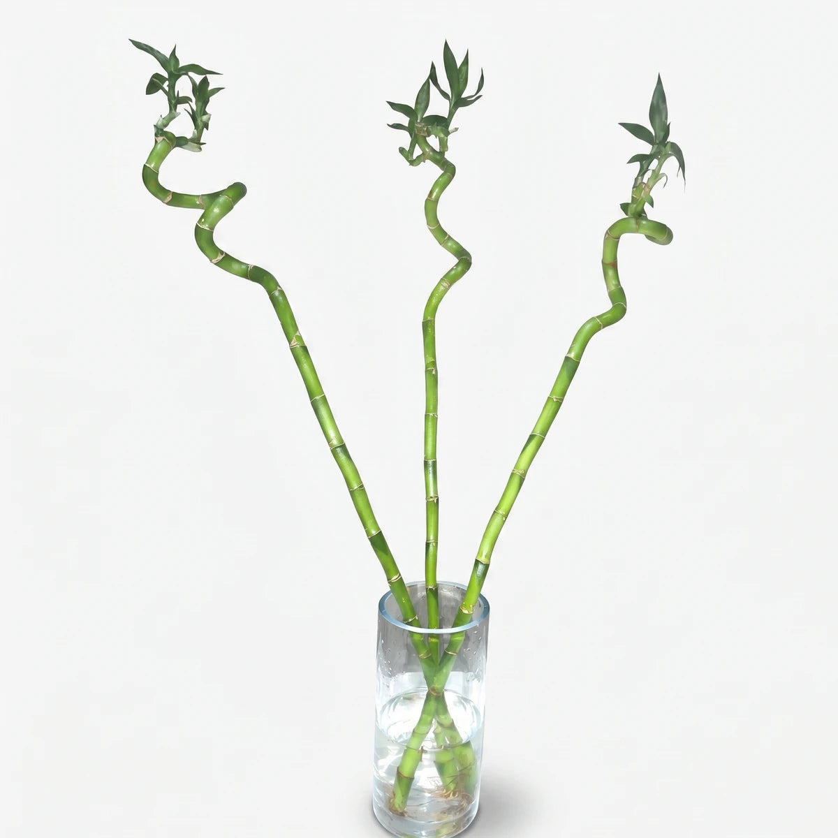 Three vibrant green lucky bamboo stalks with curly segments and leaves, arranged in a clear glass vase with water and