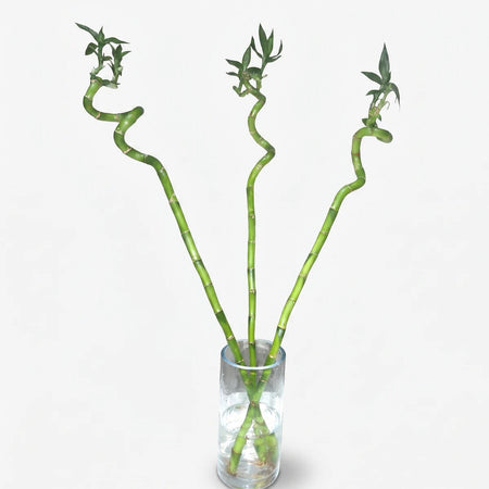 Three vibrant green lucky bamboo stalks with curly segments and leaves, arranged in a clear glass vase with water and