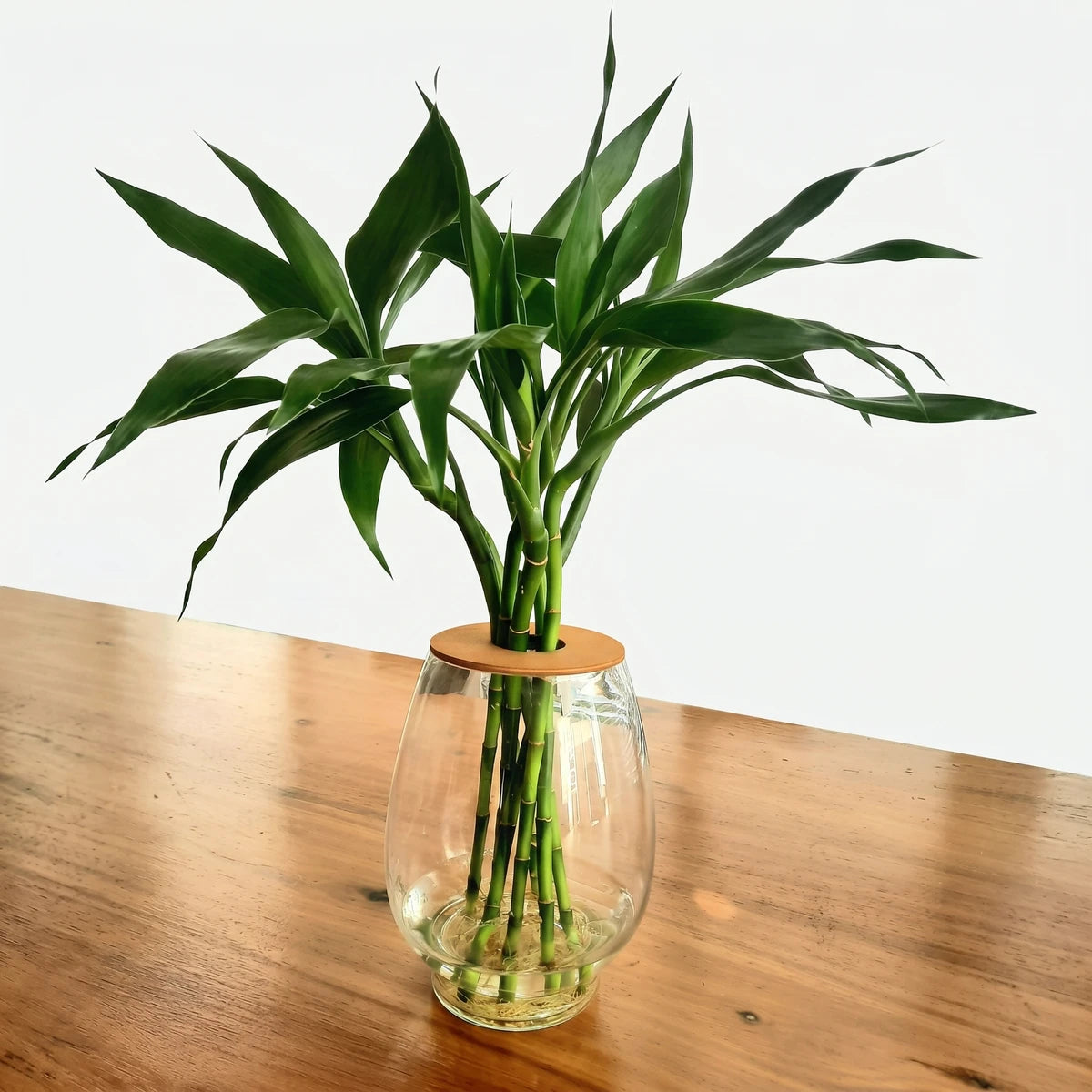 Lucky Bamboo in Novelty Bubble Glass Bottle with vibrant green stalks and leaves, displayed in a clear glass vase.