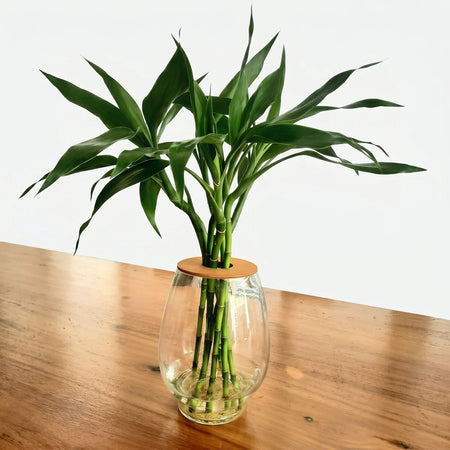 Lucky Bamboo in Novelty Bubble Glass Bottle with vibrant green stalks and leaves, displayed in a clear glass vase.