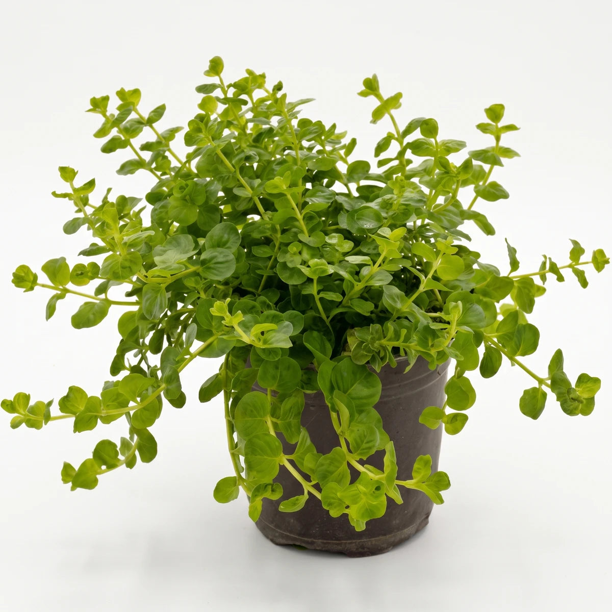 Lysimachia Nummularia Creeping Jenny plant with bright green leaves in a dark brown pot, captured on a white background.